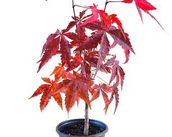 Bloodgood Japanese Maple | Acer palmatum Bloodgood' | Quart Plant | Free Ground Shiping