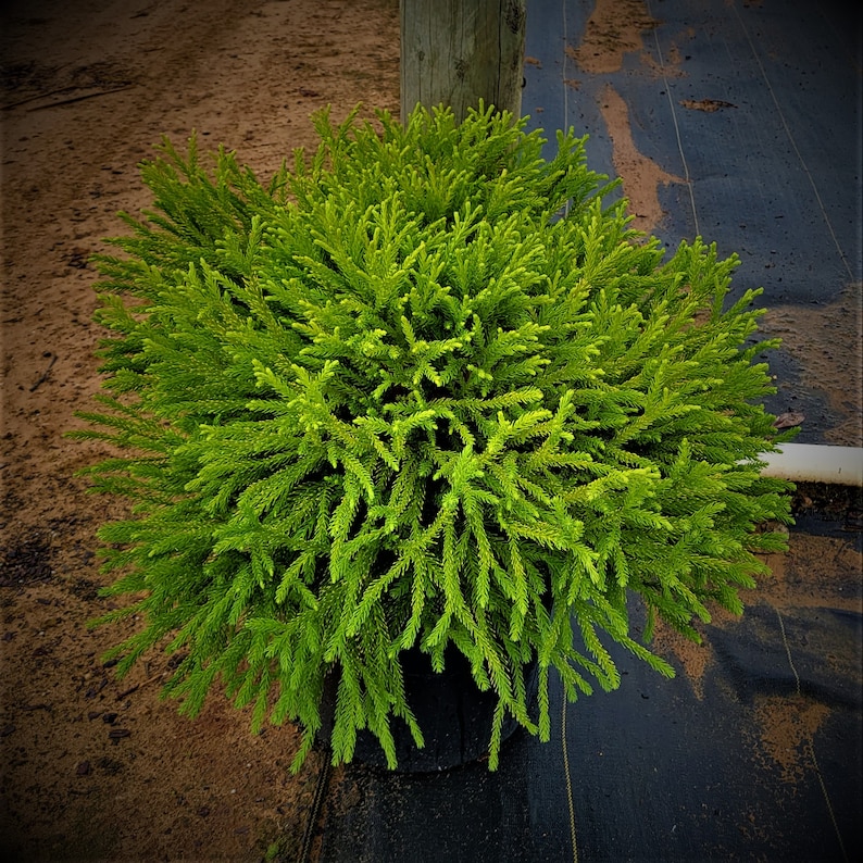 Dwarf Japanese Cedar Cryptomeria Globosa nana 3 & 7 Gallon Plants Free Shipping image 3