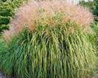 Maiden Grass | Chinese Silver Grass | Miscanthus Gracillimus