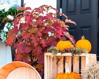 Toy Soldier ™ Oakleaf Hydrangea | New Plant Introduction