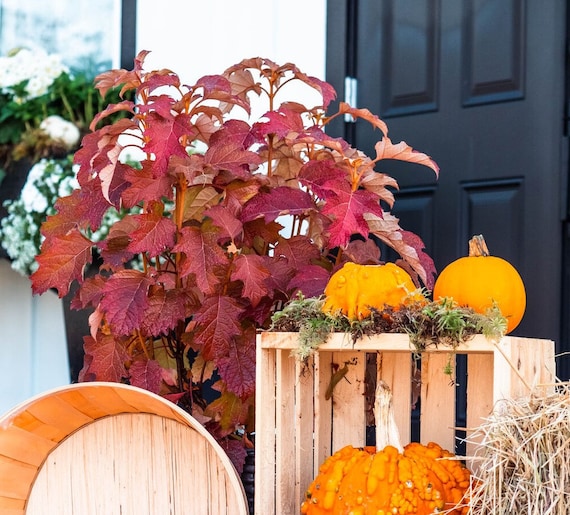 Toy Soldier ™ Oakleaf Hydrangea | New Plant Introduction