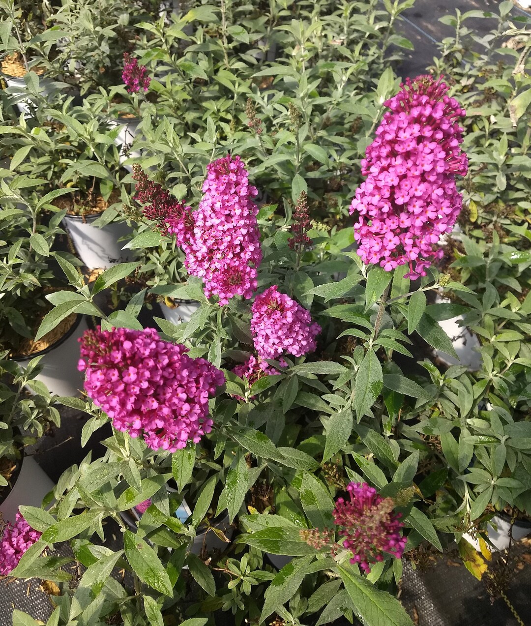 Hot Raspberry Butterfly Bush Buddleia Buzz 'hot Raspberry Quart Plant
