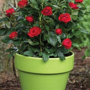 Petite Red Knockout Rose | Rosa 'Meibenbino' | Quart Plant | Free Shipping