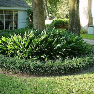 ficus plant fertilizer Jacks Classic Houseplant Fertilizer 8 oz – Pondside Nursery