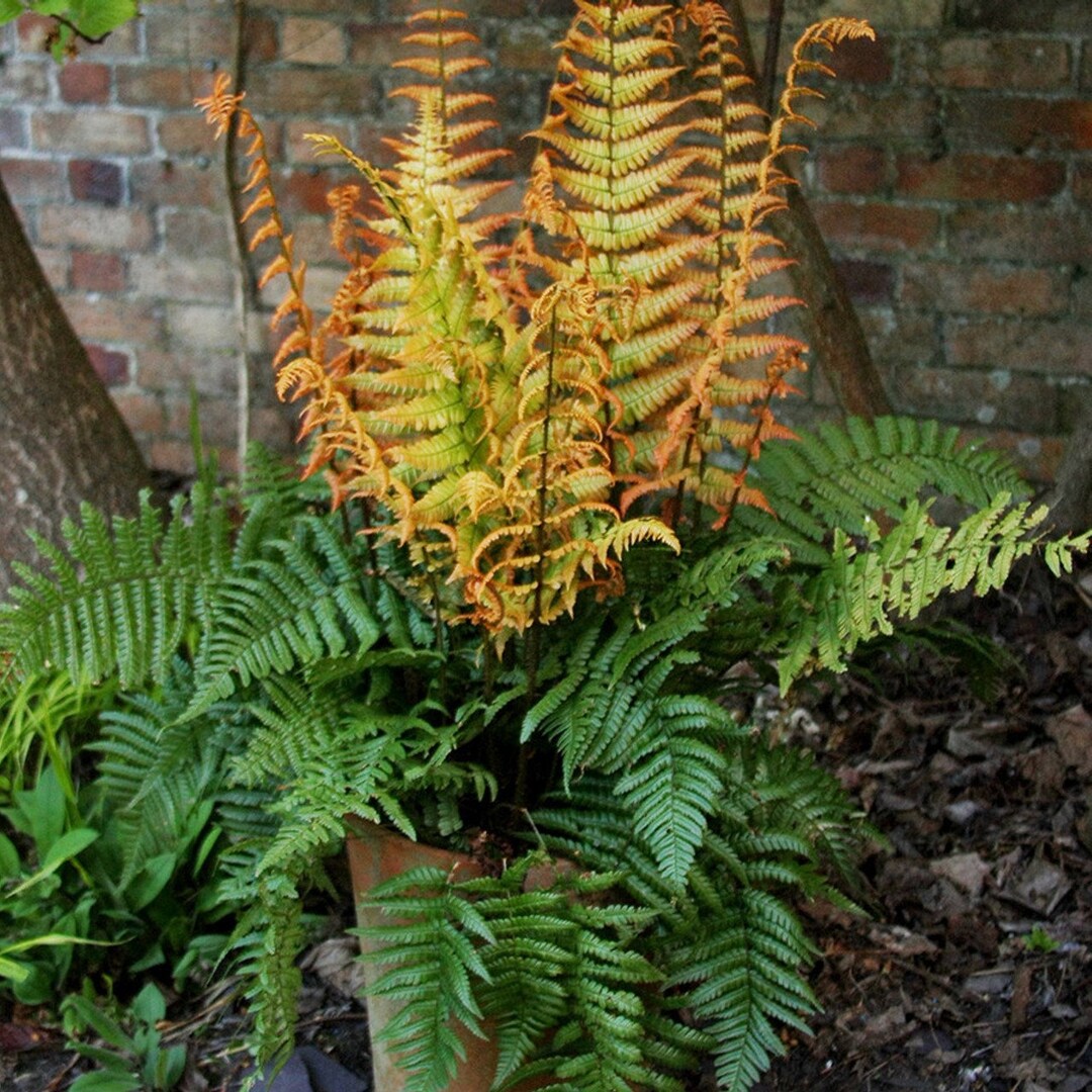 Alpine Fern Jurassic Gold Alpine Wood Fern | Dryopteris Wallichiana, Hardy ...
