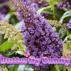 May include: A close-up of a purple butterfly bush with the text "Butterfly Candy" in pink and purple letters.