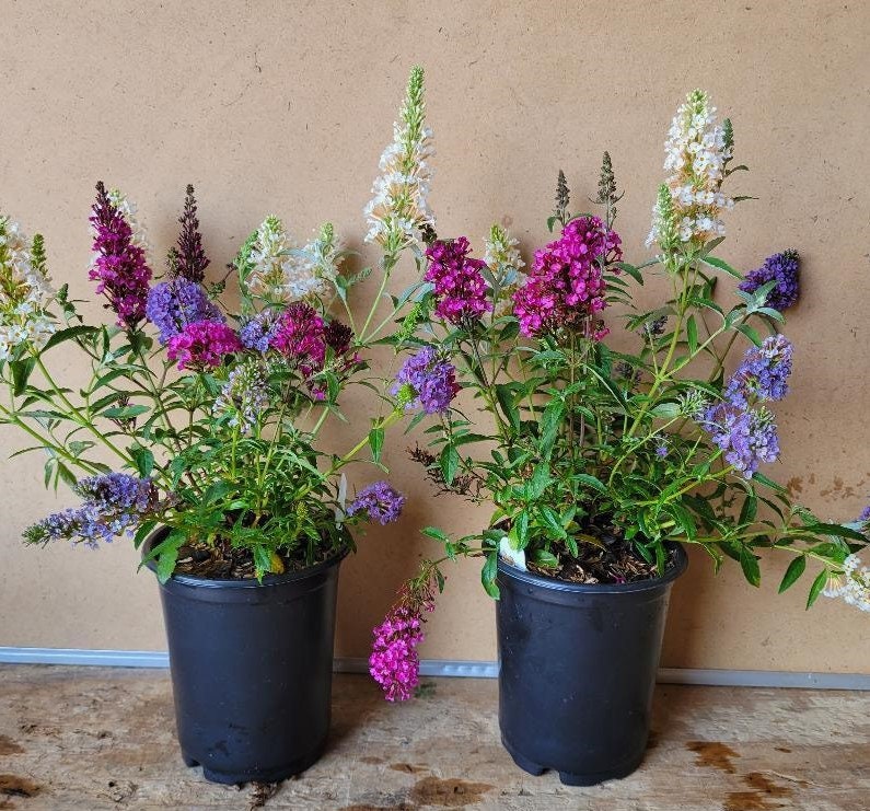 Image of Butterfly bush in a pot on a patio table