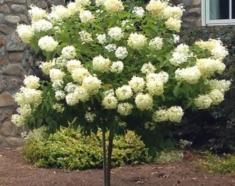 May include: A white flowering hydrangea tree with a single trunk and a black plastic pot at the base. The tree is in a garden setting with brown mulch and green foliage.