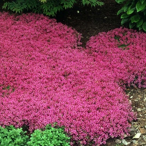 Red Creeping Thyme | Thymus praecox ‘Coccineus’ |  6 Pack Deal | Free Shipping