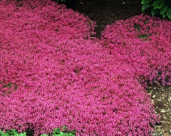 Red Creeping Thyme | Thymus praecox ‘Coccineus’