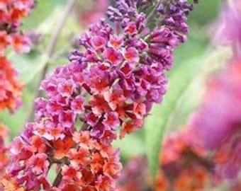 Bicolor Buddleia | Buddleia x weyeriana 'Bicolor' | QT & 3 Gallon Container | Free Shipping