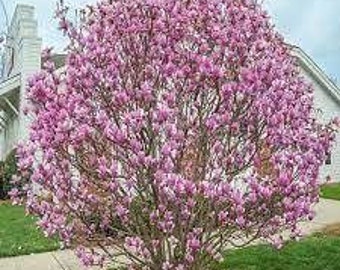 Jane Magnolia Tree