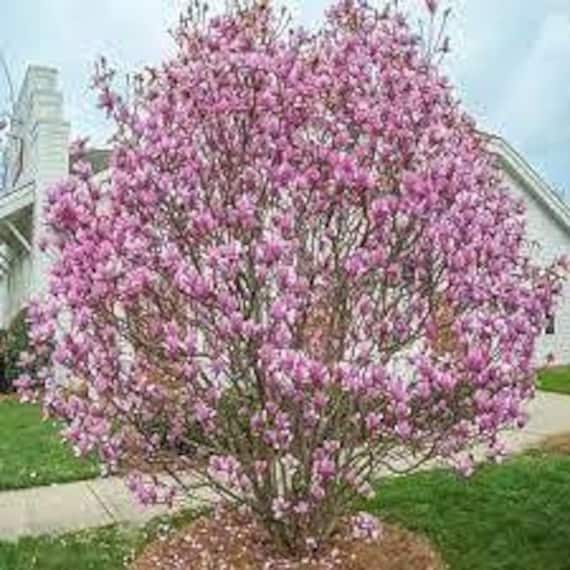 Jane Magnolia Pink Tulip Tree | Magnolia X Jane - Etsy