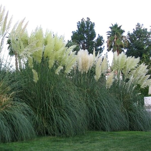 White Pampas Grass | Cortaderia selloana | Ornamental Grass | 1 & 3 Gallon Grass | Free Shipping