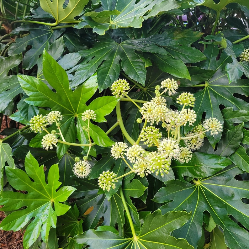 theplantfactoryinc Fatsia Japonica - Thumbnail 3
