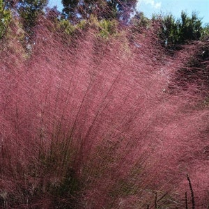 Pink Muhly Grass | Mulenbergia capillaris | Quart & 3 Gallon Grass | 2 Pack or 4 Pack Bundles | Free Shipping