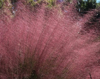 Pink Muhly Grass | Mulenbergia capillaris | Quart & 3 Gallon Grass | 2 Pack or 4 Pack Bundles | Free Shipping