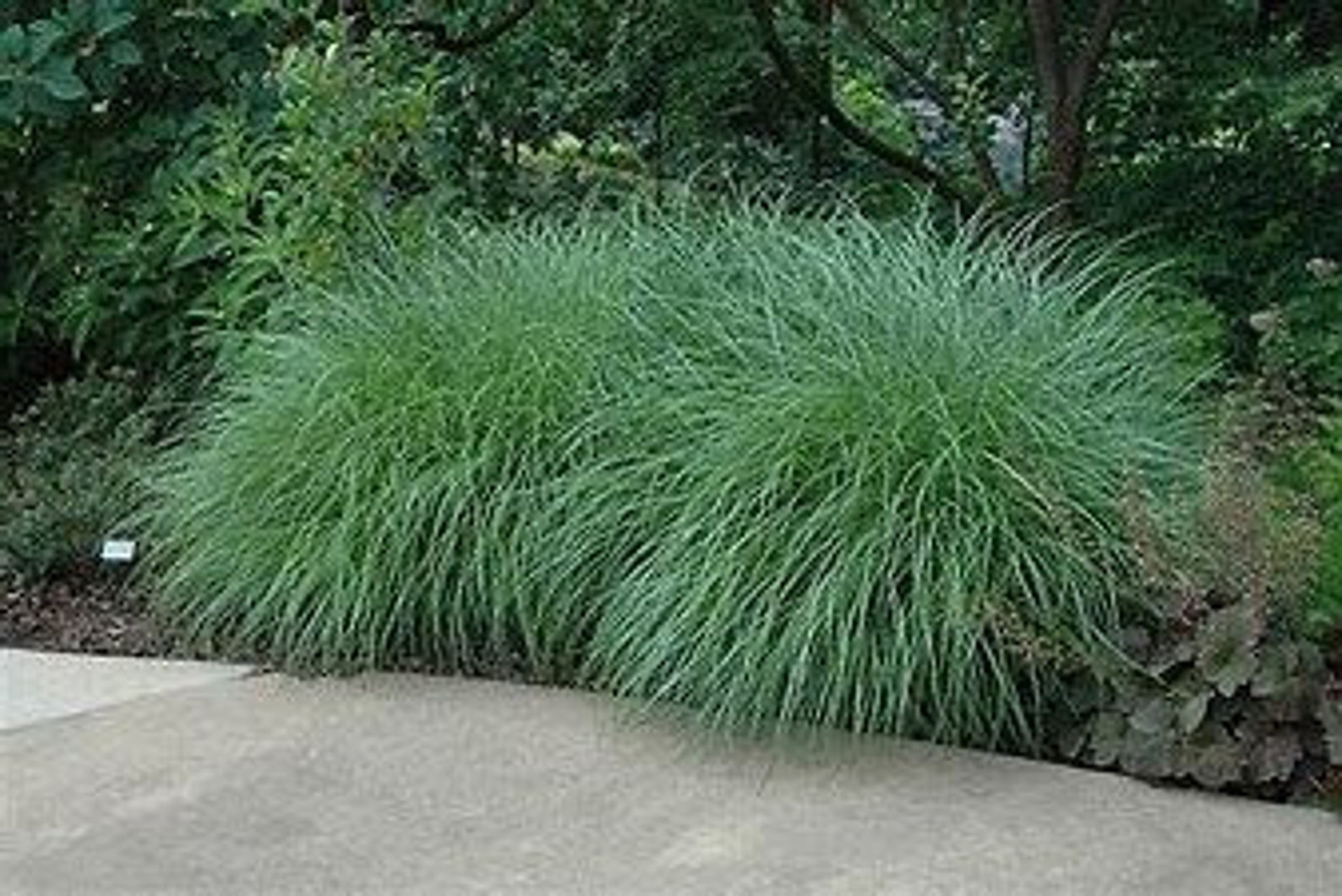 Little Kitten Dwarf Maiden Grass Miscanthus Sinensis - Etsy