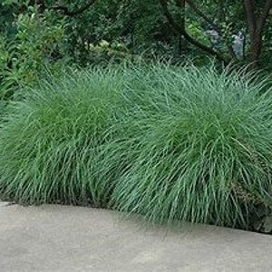 Little Kitten Dwarf Maiden Grass | Miscanthus sinensis 'Little Kitten' | 3 Gallon Grass | Free Shipping
