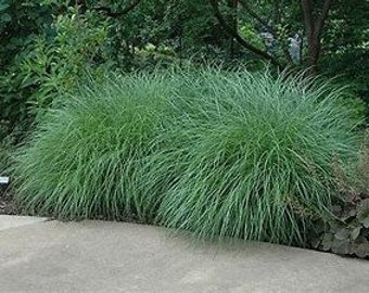 Little Kitten Dwarf Maiden Grass | Miscanthus sinensis &#39;Little Kitten&#39; | 3 Gallon Grass | Free Shipping