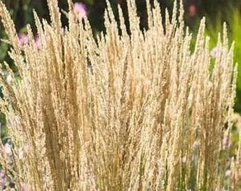 Feather Reed Grass | Calamagrostis x acutiflora 'Karl Foerster' | Quart Grass | Free Shipping