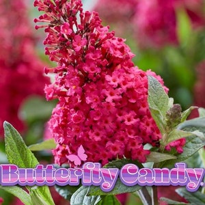 Butterfly Candy™  'Lil Raspberry'™ | Check our BOGO Specials