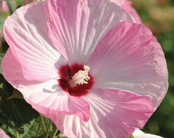 Luna Pink Swirl Hardy Hibiscus | Hibiscus moscheutos 'Pink Swirl' | Quart Plant | Free Shipping