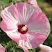 see more listings in the Blooming Plants section