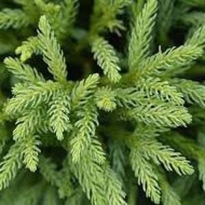 Dwarf Japanese Cedar Cryptomeria Globosa nana 3 & 7 Gallon Plants Free Shipping image 2