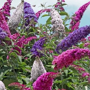 May include: A close-up of a bush with purple, pink, and white flowers. The flowers are in clusters and have a long, narrow shape. The bush is in full bloom and the flowers are vibrant.