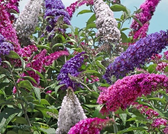 All the Buzz Butterfly Bush 3 colors in 1 pot