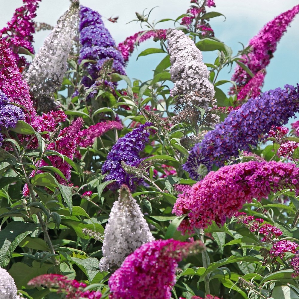 All the Buzz Buddleia Collection | 3 in 1 Butterfly Bush | Quart Container | Free Shipping