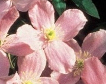 Montana Clematis | Montana Rubens Pink Clematis | Clematis montana var. ‘Rubes’ | Quart Vine | Free Shipping