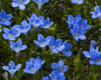 Tidepool™ 'Sky Blue' | Lithodora diffusa Tidepool™ 'Sky Blue'| Quart Plant | Free Ground Shipping