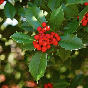 American Holly Bush - Super Hedge Plants | Ilex opaca 'American Holly' | 3 Gallon Plant | Free Shipping