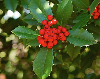 American Holly Bush - Super Hedge Plants | Ilex opaca 'American Holly' | 3 Gallon Plant | Free Shipping