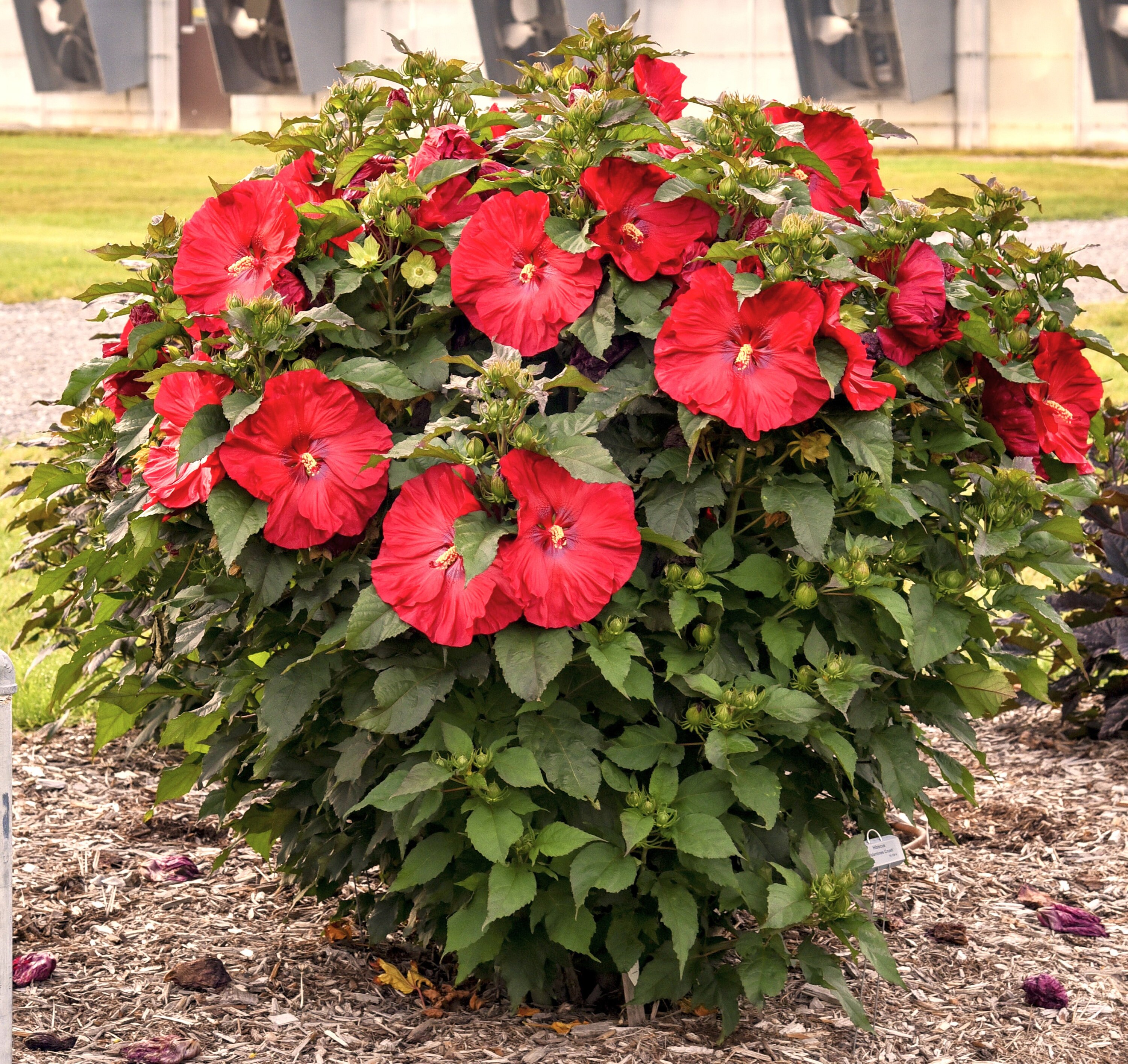 Hibiscus 'valentine's Crush' PP35170 CPBRAF SUMMERIFIC® Collection