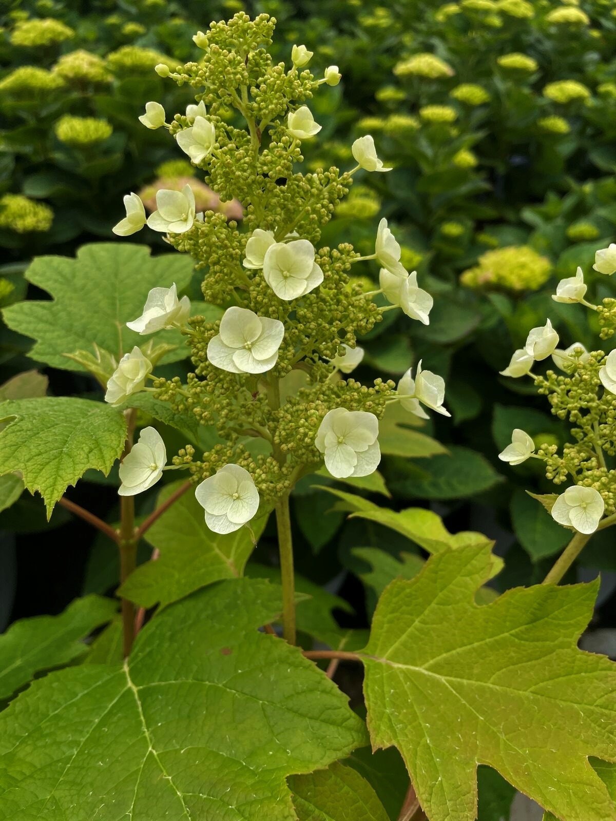 Toy Soldier ™ Oakleaf Hydrangea | New Plant Introduction
