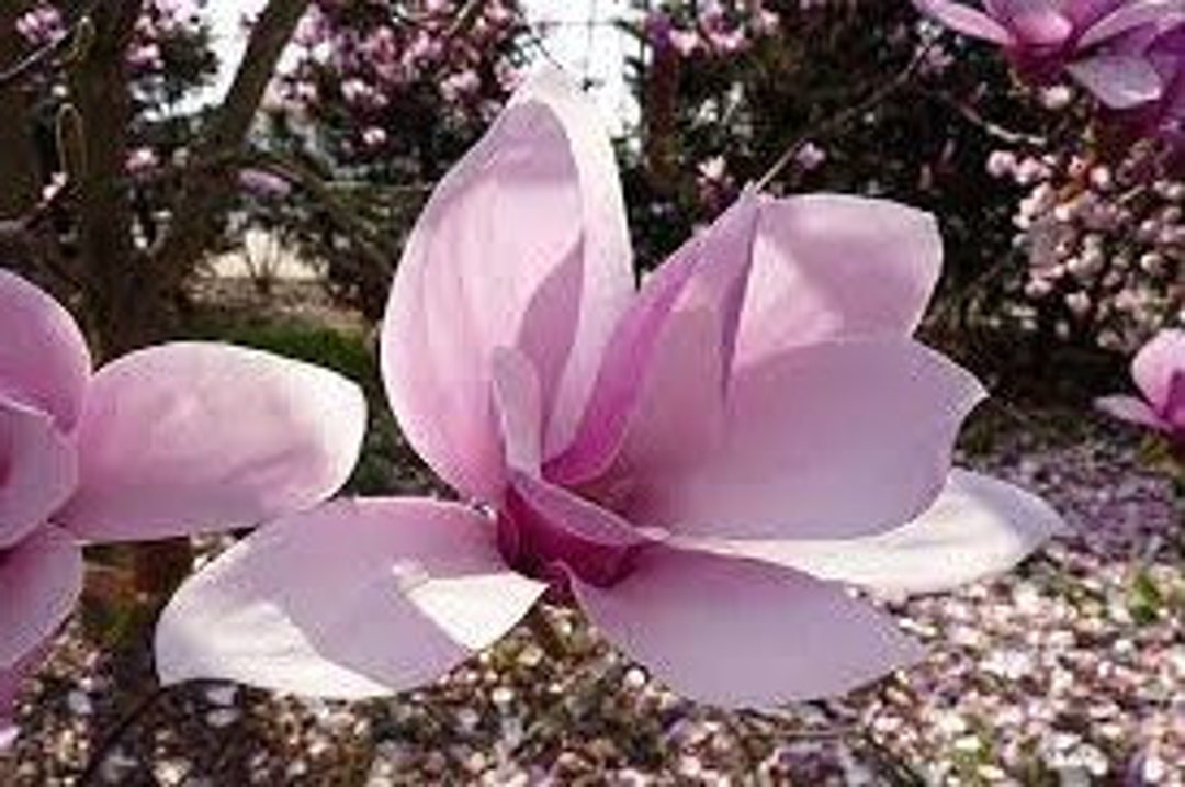 Saucer Magnolia Pink Tulip Tree | Pink Flowering Magnolia