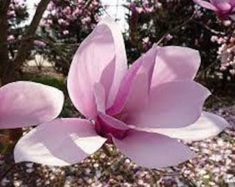 Soucoupe Magnolia rose tulipier | Magnolia à fleurs roses | Magnolia x Alexandrina | Arbre de 3 gallons | Livraison gratuite