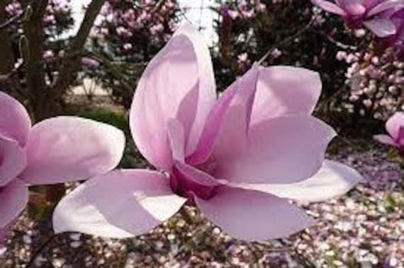 Bibiy MAGNOLIA Pink ピンク 5 SAUCER MAGNOLIA x Soulangeana Denudata & Liliiflora 5 - 10