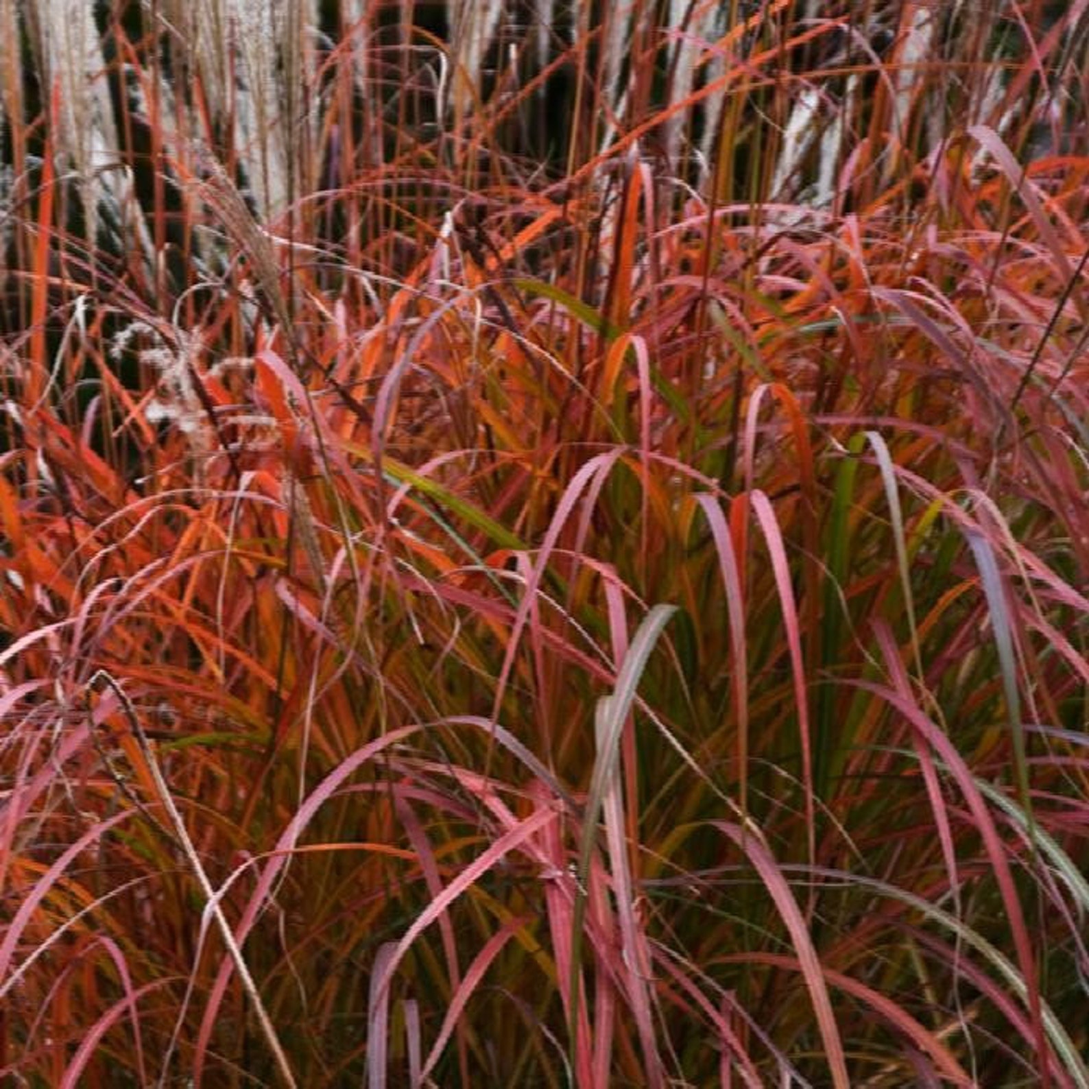 Fire Dragon Maiden Grass | Miscanthus Sinensis 'fire Dragon' | 2, 4