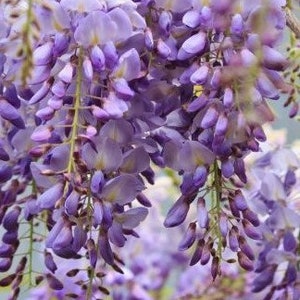 Blue Moon Wisteria | Wisteria macrostachya 'Blue Moon' | Quart, 1, & 3 Gallon Vine | Free Shipping