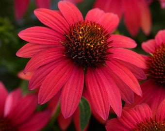 Sombrero® Baja Burgundy Echinacea hybrid USPP, US Utility 7,982,110 | Quart Plant | Free Shipping