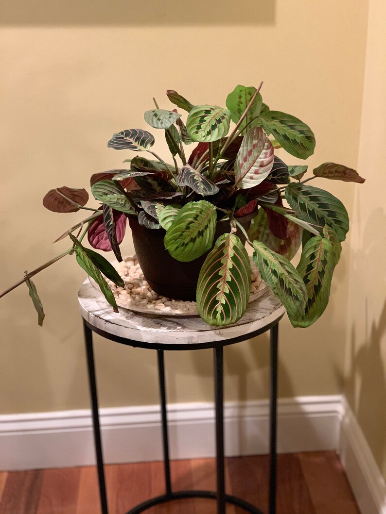 Red Prayer Plant Maranta Leuconeura Etsy