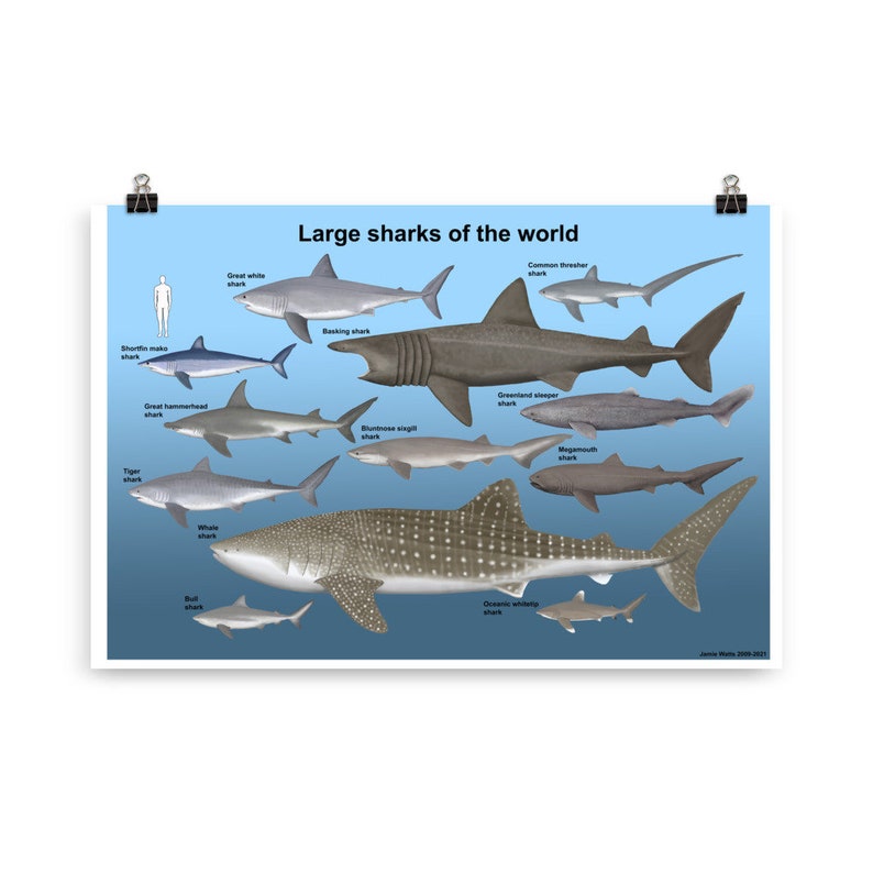 Large Sharks of the World Poster - Etsy