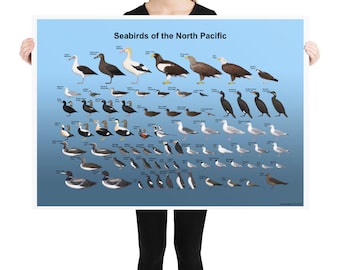 Seabirds of the North Pacific poster