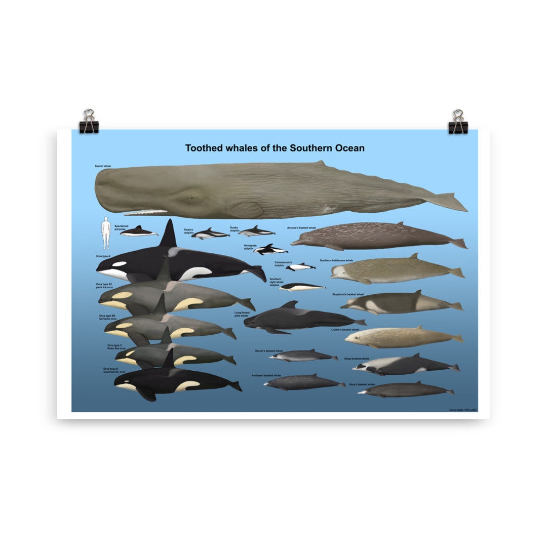 Toothed Whales of the Southern Ocean Poster - Etsy