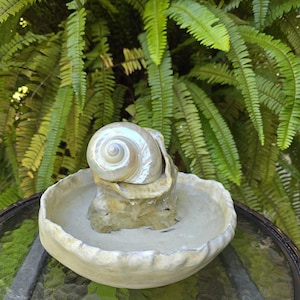 May include: A decorative seashell fountain with a pearlescent shell centerpiece. The shell sits atop a textured, light-colored base within a shallow, scalloped bowl. The background features lush green ferns.