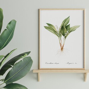 Lily Of The Valley Illustration Pierre Joseph Redoute #343 Retro Prints, Green, Beige, Fine Art Print, Botanical Prints, Retro Flowery